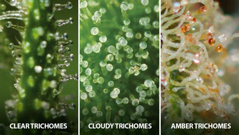 cloudy trichomes vs clear|how do trichomes mature.